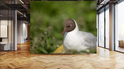 black-headed gull or chroicocephalus ridibundus, is a species of black-faced bird in the family lari Wall mural