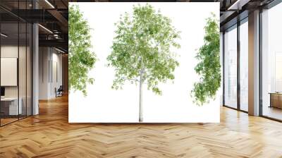 Betula pendula 4k png cutout Wall mural