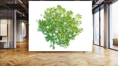 Iberis sempervirens tree top view, tree plan 4k png cutout Wall mural