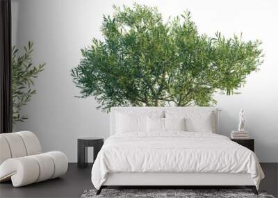 Olea europaea tree 4k png isolate cutout Wall mural