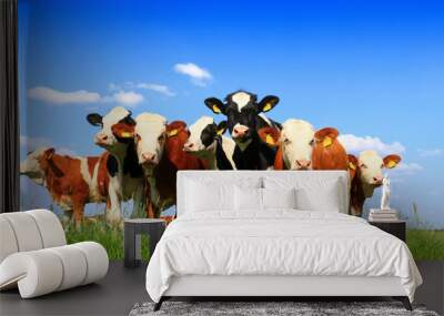 Calves on the field Wall mural