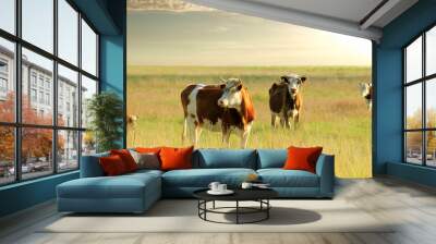 Calves on the field Wall mural