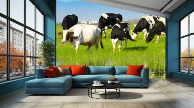 Cows grazing on pasture Wall mural