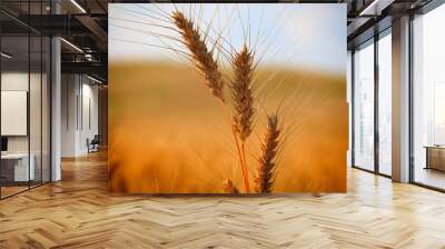 Gold Wheat on the Beautiful Field Wall mural