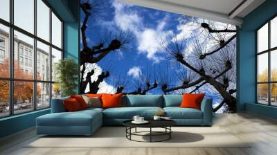 Bright blue sky up and white clouds and dark autumn platanus tree silhouette into city park Wall mural