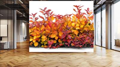 Bush with Autumn Leaves on Transparent Background Wall mural