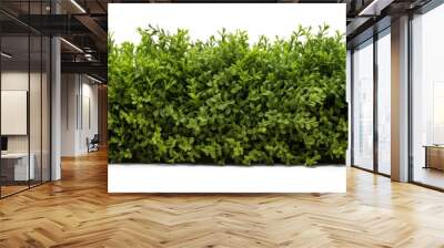 green trimmed bush hedge fencing, png file of isolated cutout object with shadow on transparent background. Wall mural