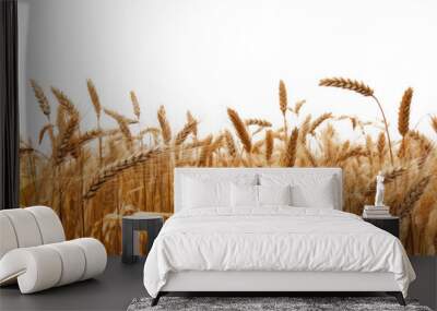 side view of a field of dry mature autumn spikelets of wheat, png file of isolated cutout object on transparent background. Wall mural