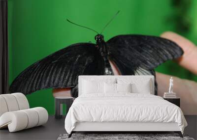 Black Butterfly Wall mural