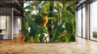 bird on a branch Wall mural