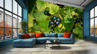 Ripe black currant in a garden on a green background Wall mural