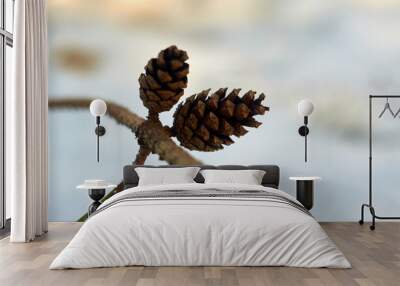 Photo of two pine cones on the branch Wall mural