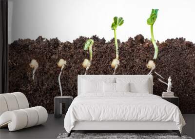 The process of seed germination in the soil in the section. isolated on white background Wall mural