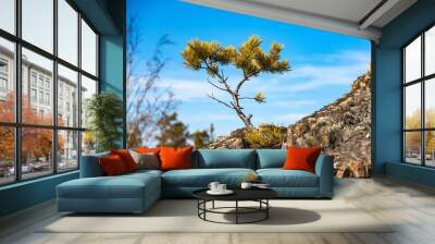 A young sprig of pine on a rock on blue sky background Wall mural