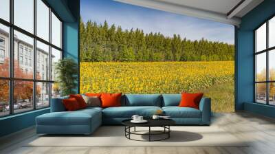 Yellow sunflower flowers on the background of trees and blue sky in summer Wall mural