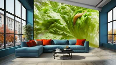 Large slug on a green leaf Wall mural