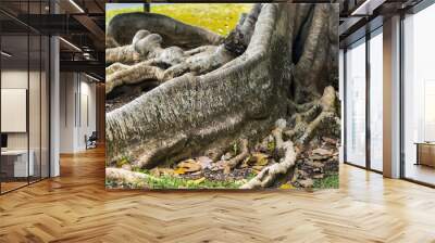 Big ficus tree in Botanical Garden Pamplemousses, Mauritius. Wall mural