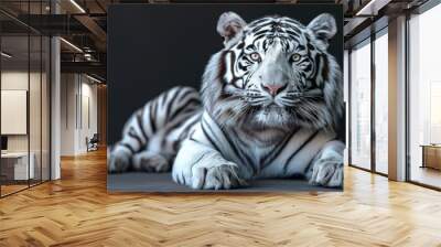 Portrait of a white tiger on a black isolated background Wall mural