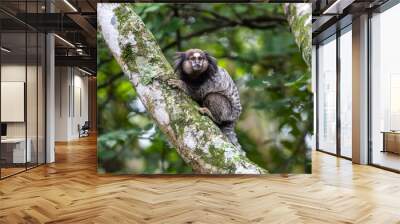 Monkeys on a tree. Several monkeys are watching from the tree. Little monkey marmoset. The smallest primates. Humanoid apes. Funny, fluffy, cute monkeys Wall mural