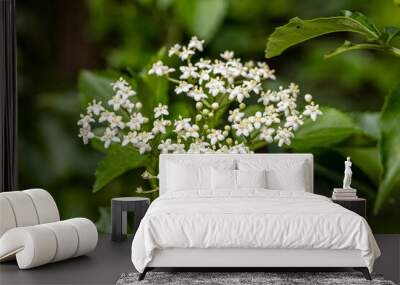 White flowers of Alyssum flowering plants in the family Brassicaceae Wall mural