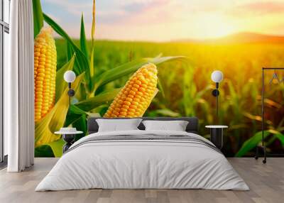 Corn cobs in corn plantation field. Wall mural