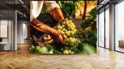 Farmer male hands picking grape, grapes harvest. Generative AI Wall mural