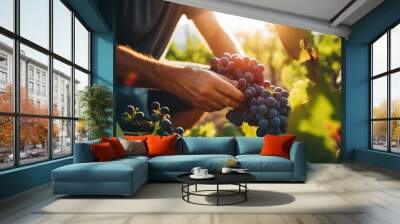 Farmer male hands picking grape, grapes harvest. Wall mural