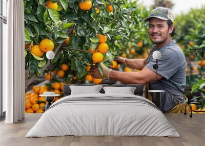 Latin farmer harvesting oranges in orchard wearing overalls and hat Wall mural