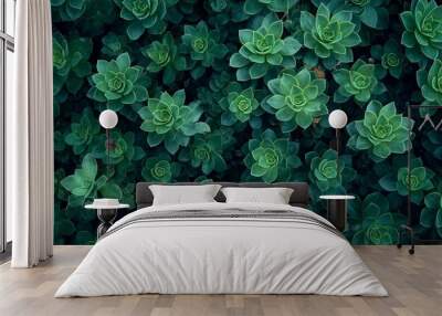 top view of green succulent plants Wall mural