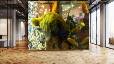 color aquarium fish in water Wall mural