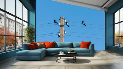 Magpies sit on wires against the blue sky Wall mural