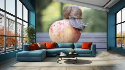 The big snail creeps on the apple underlying on the Table. Wall mural