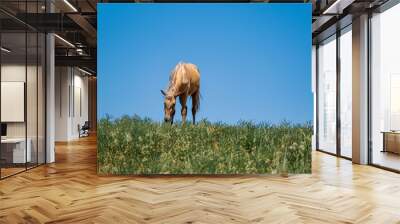 horse in field Wall mural