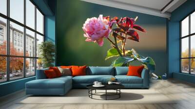 red rose flower Wall mural