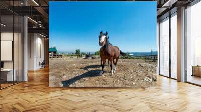 two horses on a farm Wall mural