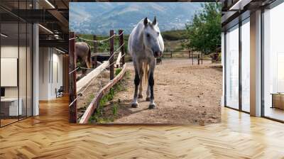 two horses on a farm Wall mural