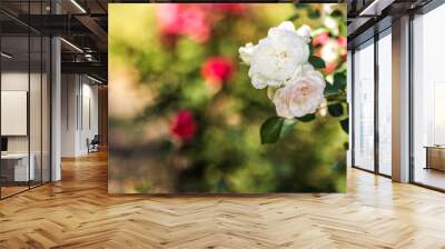 Beautiful bush of white and red spring roses on a background of green grass on a sunny day. Wall mural