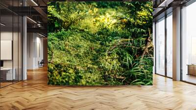 Texture of green moss on the ground and bark of trees Wall mural