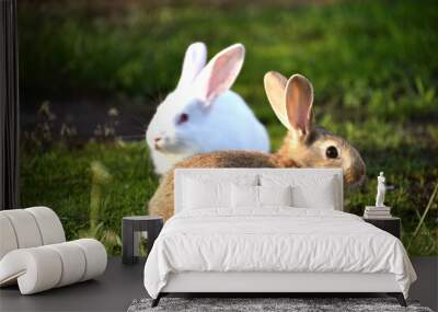 Two cute bunnies sitting outdoors,farming ,wildlife photo Wall mural