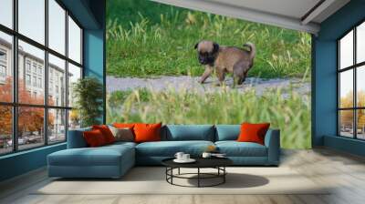 Little puppy in the park. Dog close-up. A small happy dog is playing in the backyard, in the summer park. Copy space Wall mural