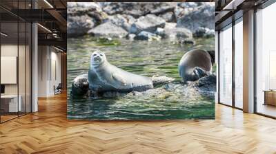 Baikal seal basking in the sun Wall mural