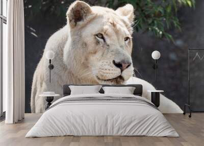 A white lioness looking intensely with her blue eyes in this beautiful close up photo of her face. This was taken in the eastern cape,south africa. Wall mural