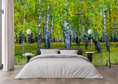 Summer scene in a birch forest lit by the sun. Summer landscape with green birch forest. White birches and green leaves. Wall mural