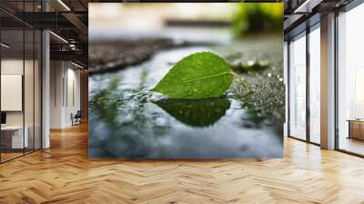 Large beautiful drops of transparent rain water on a green leaf macro. Drops of dew in the morning glow in the sun. Beautiful leaf texture in nature. Natural background Wall mural