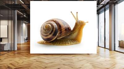 Grape snail isolated on white background close-up. Wall mural