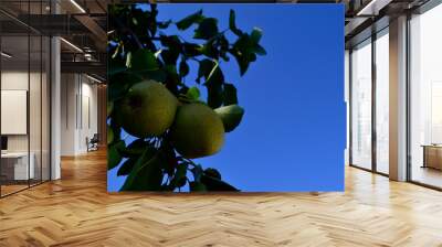 two unripe pears weigh on the tree against the blue sky Wall mural