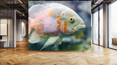 Aquarium fish. Cichlid astronotus, or Oscar. Freshwater fish. The bright Oscar fish is a South American freshwater fish from the cichlid family. Wall mural