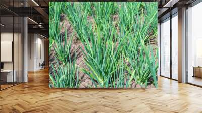 Feathers of green onions growing on a bed in the soil. growing vegetables on an organic farm Wall mural