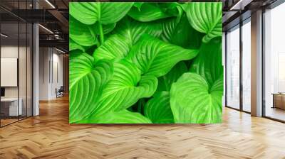 host plant in the garden ornamental plant Wall mural