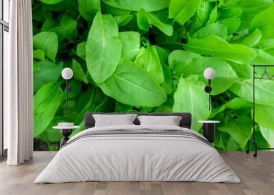 Organic sorrel texture growing in garden bed growing agriculture. Selective focus Wall mural